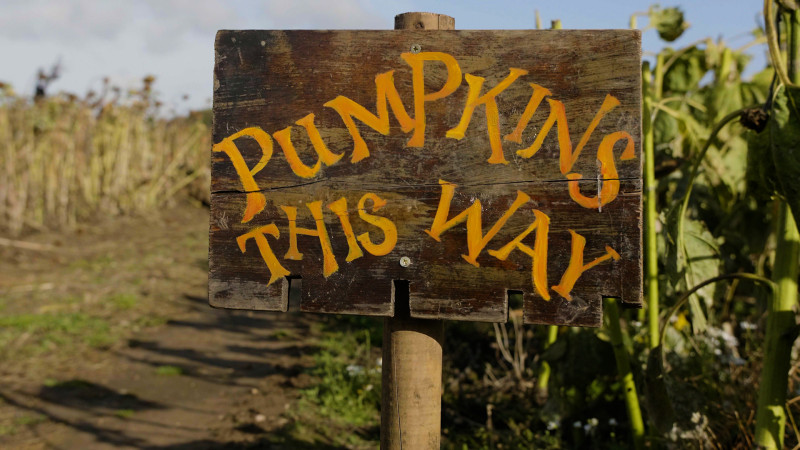 The Maize Maze