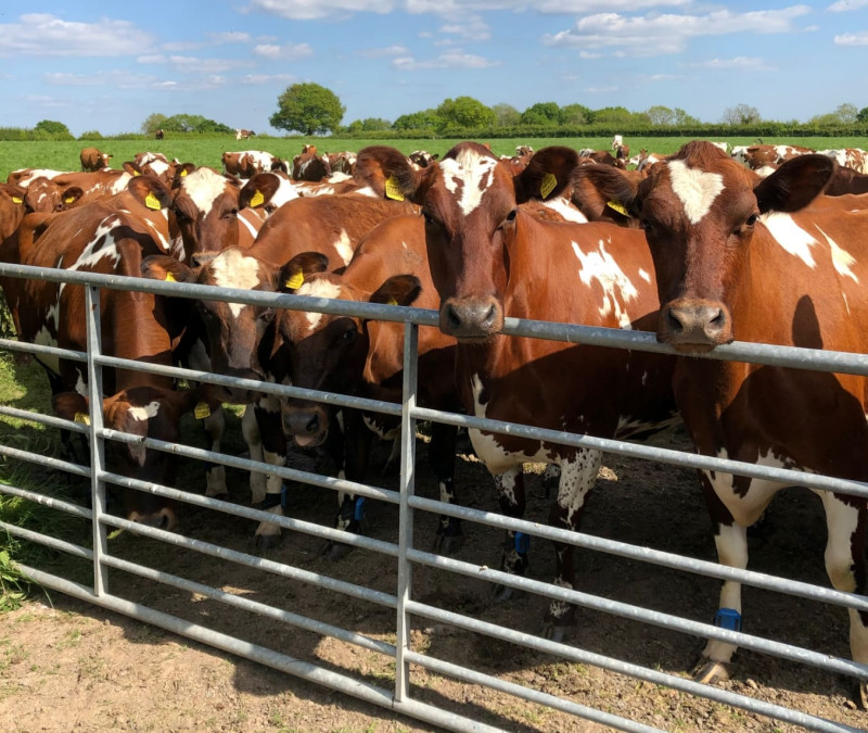 Alkmonton Dairy